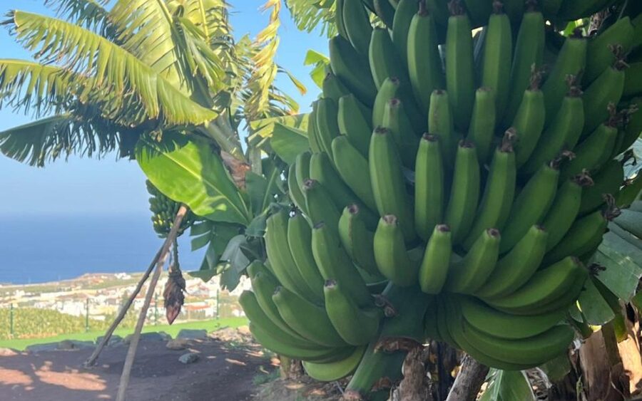 Gran Canaria: Rum, Wines and Banana Tour - Tasting Amounts, Pace, and Alcohol: Plan Like a Pro