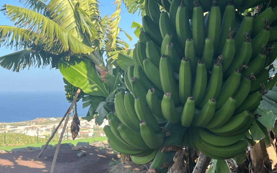 Gran Canaria: Rum, Wines and Banana Tour - Arehucas Rum Distillery in Arucas: Sugar-Cane to Glass