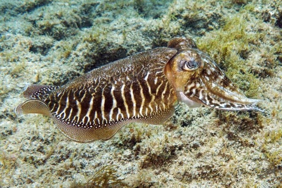 Gran Canaria: Snorkeling Trip - English Instruction and Small-Group Attention: The Real Value