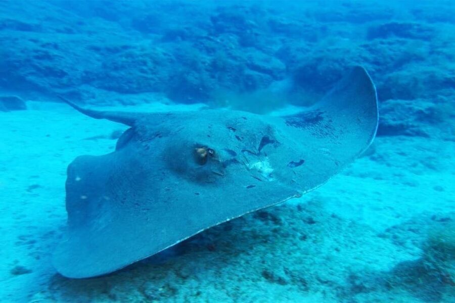 Gran Canaria: Snorkeling Trip - Price and Value: How $53 Makes Sense for the Right Person
