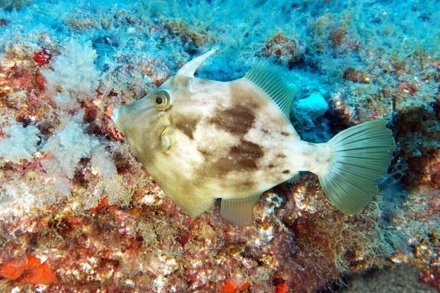 Gran Canaria: Snorkeling Trip - Who Should Book This Snorkeling Trip (and Who Should Skip It)