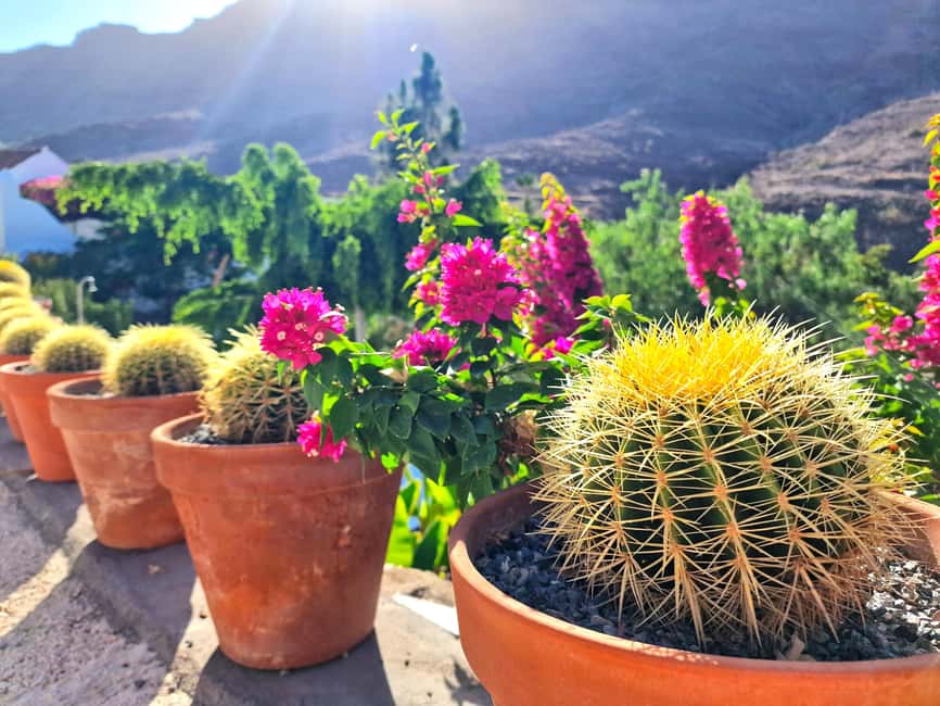 Gran Canaria: Tasting wine & local cheese in Mogan - Cheese tasting in the Canary Islands: what makes it more than a side
