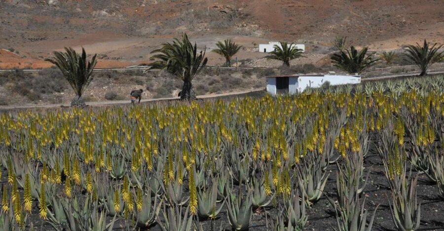 Gran Canaria Tour: Past and Present - Teror: Basilica of Our Lady of the Pine and classic Canarian town life