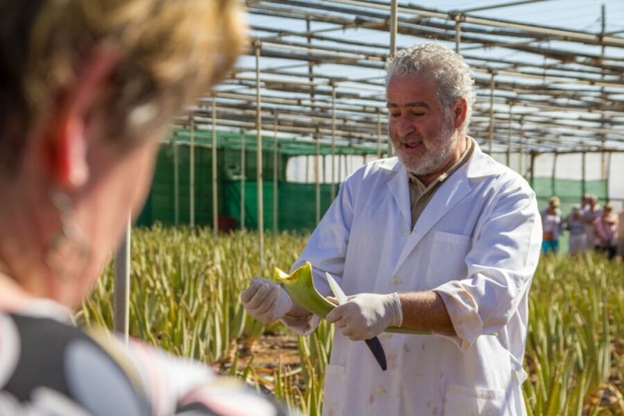 Gran Canaria Tour: Past and Present - Fataga’s Valley of the Thousand Palms and the aloe vera estate