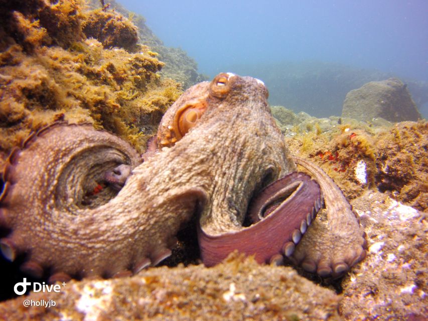 Gran Canaria: Try Scuba Diving for Beginners - Your 1-hour underwater session: fish you can actually point at