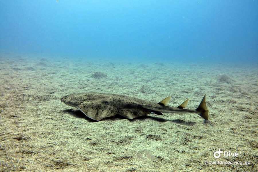 Gran Canaria: Try Scuba Diving for Beginners - Price, value, and the small extra you might pay