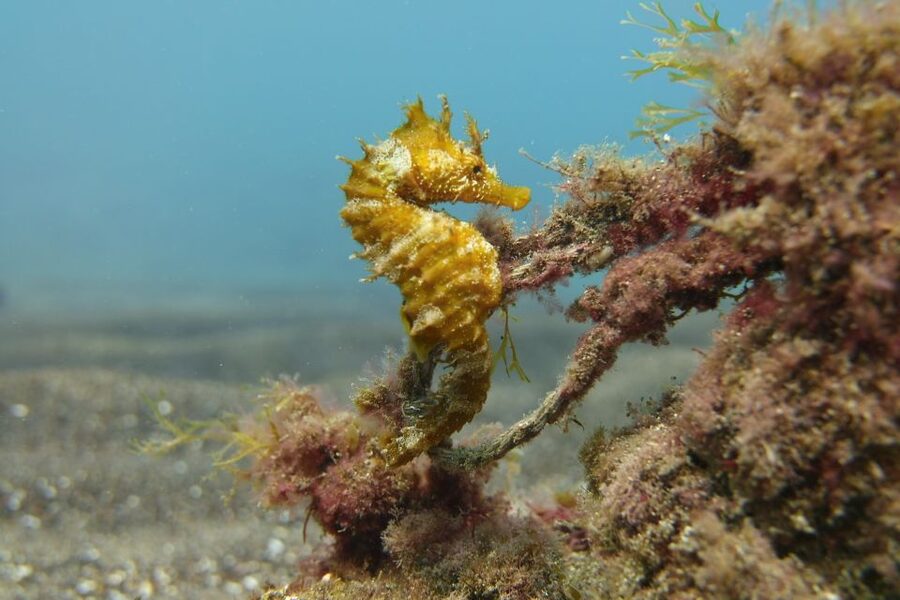 Gran Canaria: Try Scuba Diving for Beginners - FAQ