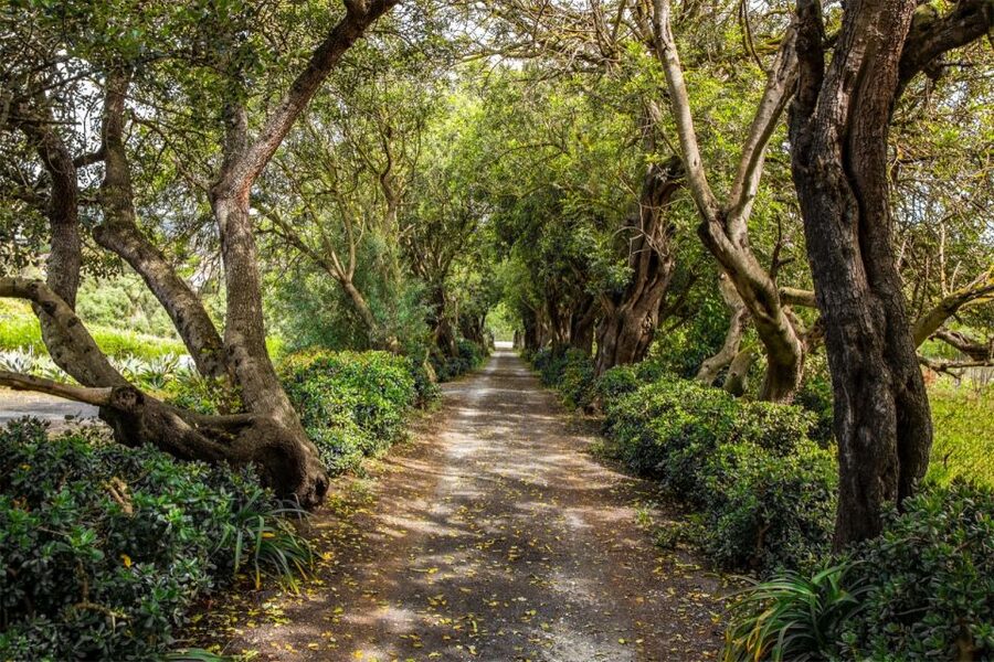 Gran Canaria: Winery Tour, Wine Museum, and Tasting - The wine cellar and 100-year-old stone lagares