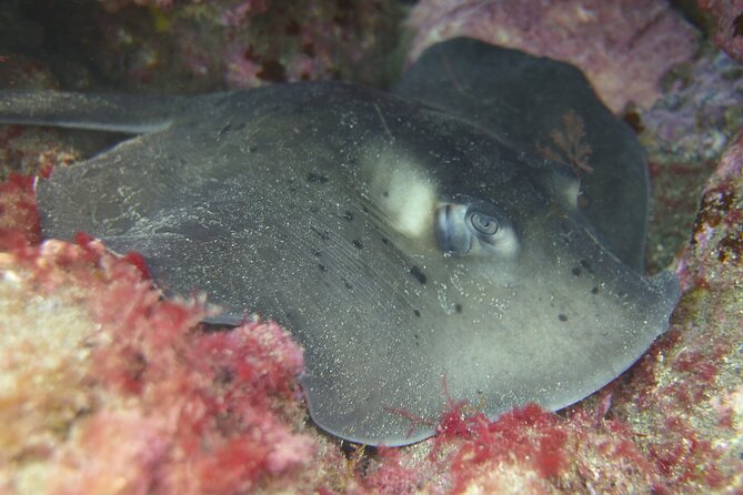 Guided Snorkelling Experience in South of Gran Canaria - The 45–60 Minute Snorkeling Session: A Guided Underwater Route