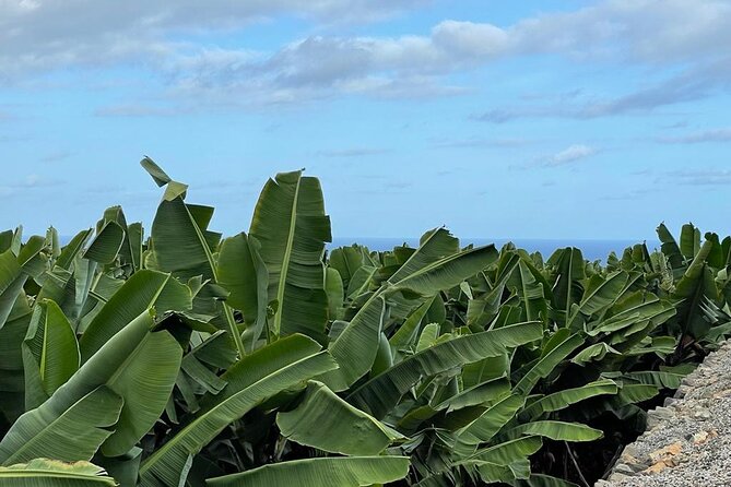 Guided tour of the Banana World - Small logistics tips that prevent missed tours and awkward moments