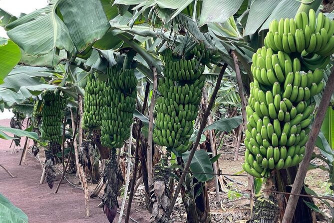 Guided tour of the Banana World - Should you book Banana World in Gran Canaria?
