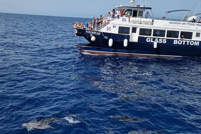 Half-Day Cruise Tour-Dolphin and Whale Watching - Key Highlights You’ll Care About