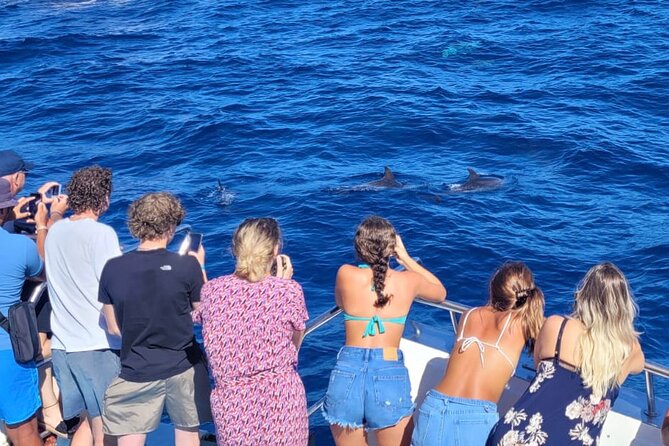 Half-Day Cruise Tour-Dolphin and Whale Watching - Puerto Rico Marina Check-In: Getting on the Catamaran Smoothly