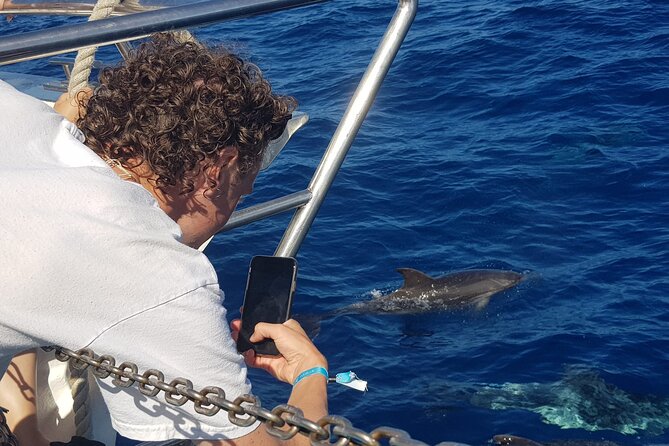 Half-Day Cruise Tour-Dolphin and Whale Watching - The Anchored Swim and Snorkel Break: What You Actually Get