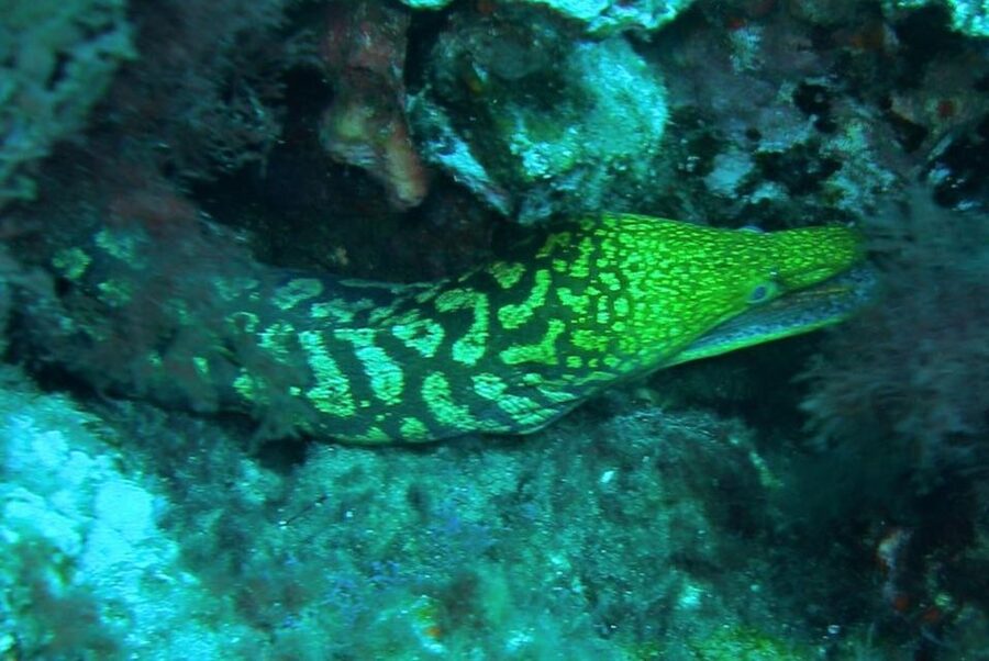 Las Canteras Scuba Diving - Las Canteras Is a Smart Choice for Your First Scuba Session