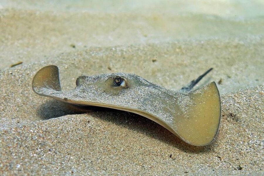 Las Canteras Scuba Diving - Spotting Fish Off an Urban Beach (and Getting the Most from It)
