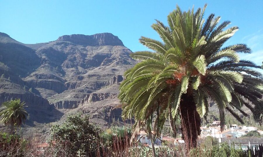 Las Palmas: 8-Hour Gran Canaria Island Highlights Tour - Bandama Volcano: Seeing an Extinct Crater Up Close