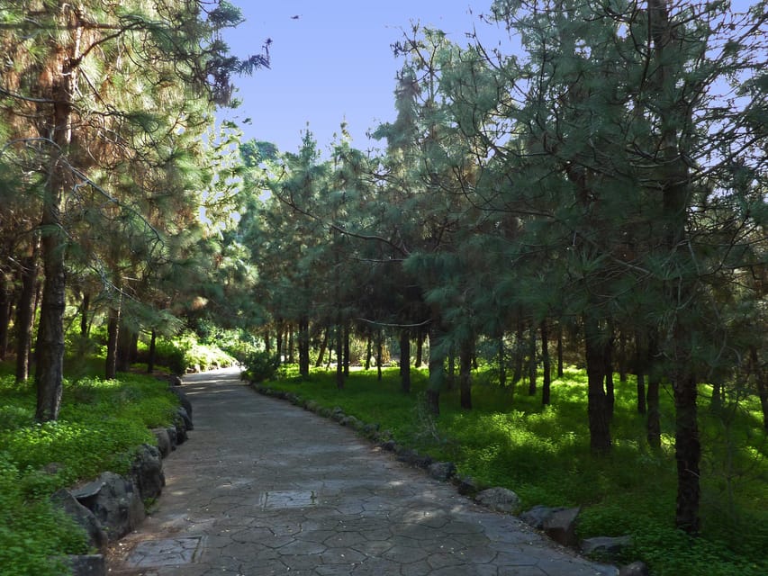 Las Palmas: Botanic Garden Tour (Bandama Caldera Option) - Key highlights you’ll care about