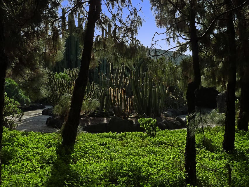 Las Palmas: Botanic Garden Tour (Bandama Caldera Option) - The cactus & succulent garden: where photos get interesting fast