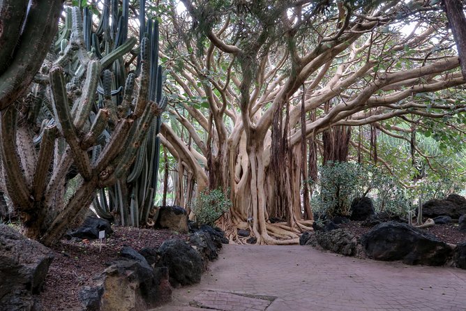Las Palmas, Botanical Garden & Bandama Crater tour - Gran Canaria - Who Should Book This Tour—and Who Might Want Something Else