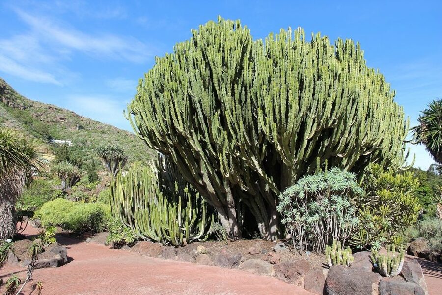 Las Palmas, Botanical Gardens and Bandama Volcano Tour - Las Canteras and Alfredo Kraus: how to use your free time well