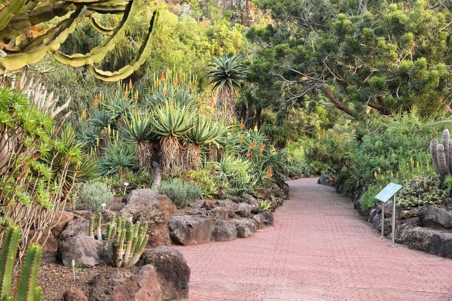 Las Palmas, Botanical Gardens and Bandama Volcano Tour - Guide and group feel: why the multilingual storytelling matters