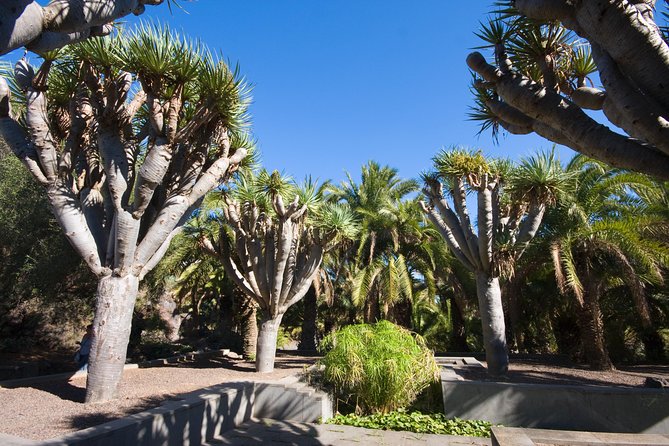 Las Palmas City Tour and Surroundings - Stop 4: Playa de Las Canteras and beach time that flies by