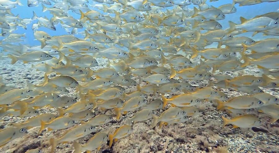 Maspalomas: Discover Scuba Diving with Pickup - Arinaga Water Time: Clear Conditions and a Controlled Max Depth