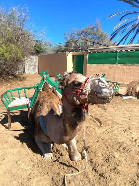 Maspalomas: Guided Camel Ride in the Maspalomas Sand Dunes - Before The Ride: What You’ll Do While You Wait