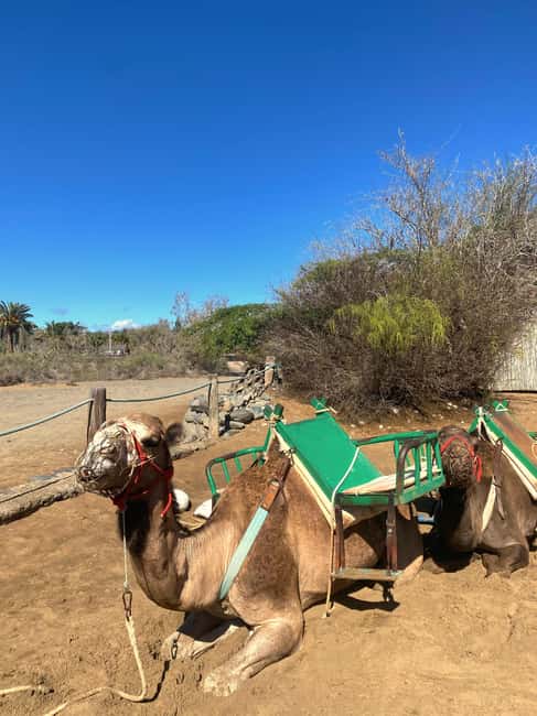 Maspalomas: Guided Camel Ride in the Maspalomas Sand Dunes - What $21 Buys You: Value That Makes Sense