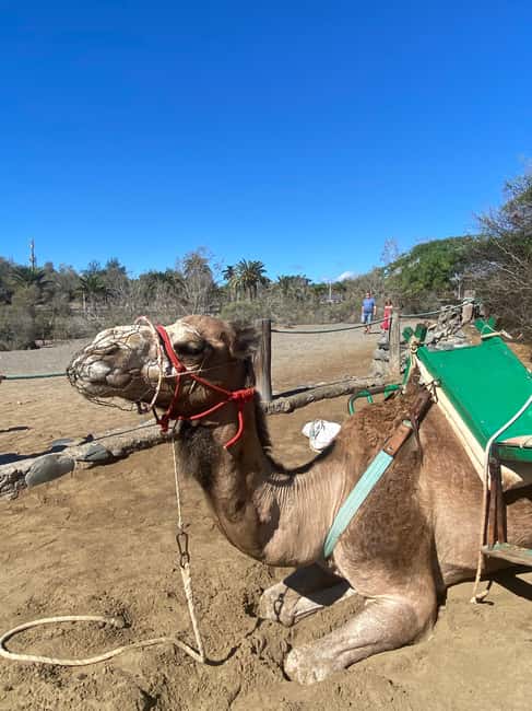 Maspalomas: Guided Camel Ride in the Maspalomas Sand Dunes - What To Bring So The Ride Feels Good