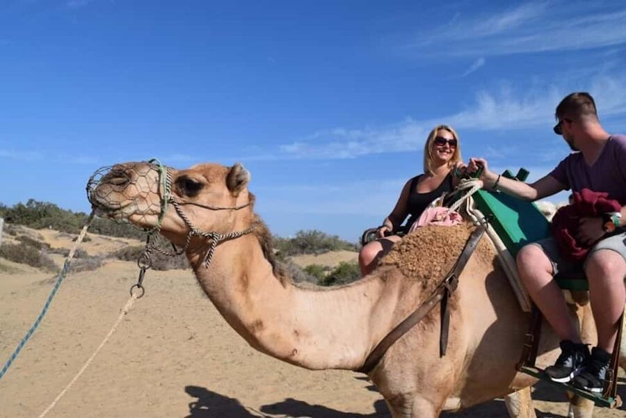 Maspalomas: Guided Camel Ride in the Maspalomas Sand Dunes - The 2-Seater Camel Saddle: Comfort You Can Actually Feel