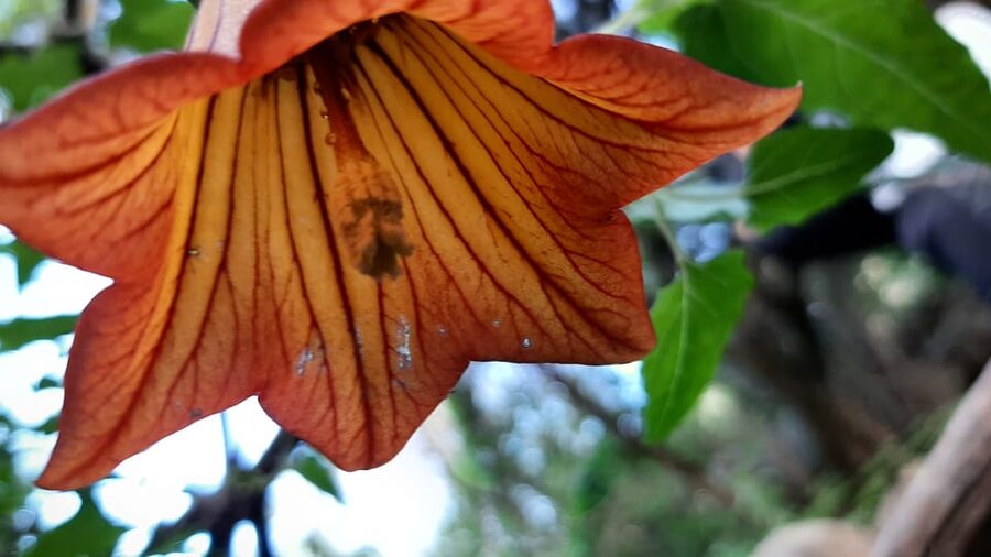 Maspalomas: Hiking in the Waterfalls with Sky Rebels - Endemic Gran Canaria species: what you’ll actually be looking for