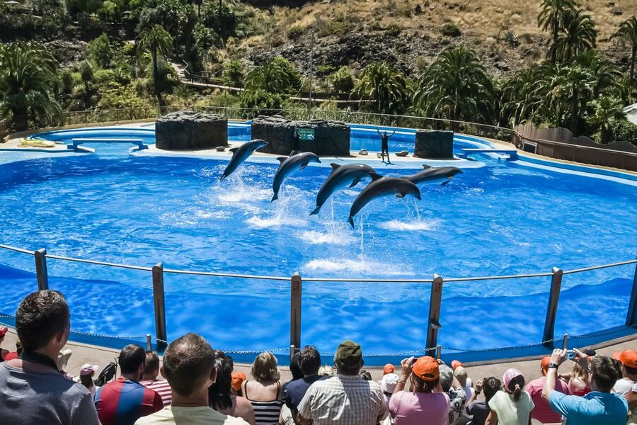 Maspalomas: Palmitos Park Ticket with Dolphin and Bird Shows - Key Things That Make Palmitos Park Worth Your Time