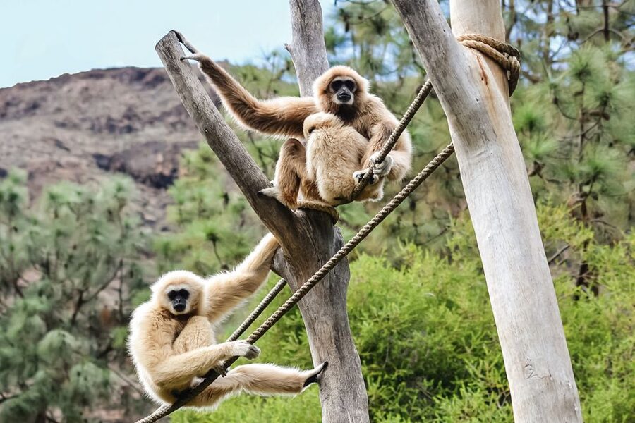 Maspalomas: Palmitos Park Ticket with Dolphin and Bird Shows - Palmitos Park Near Maspalomas: A Smart Day Out