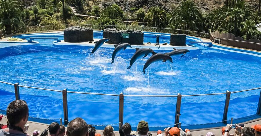 Maspalomas: Palmitos Park Ticket with Dolphin and Bird Shows - The Dolphin Show: The Big Performance You Should Plan For First