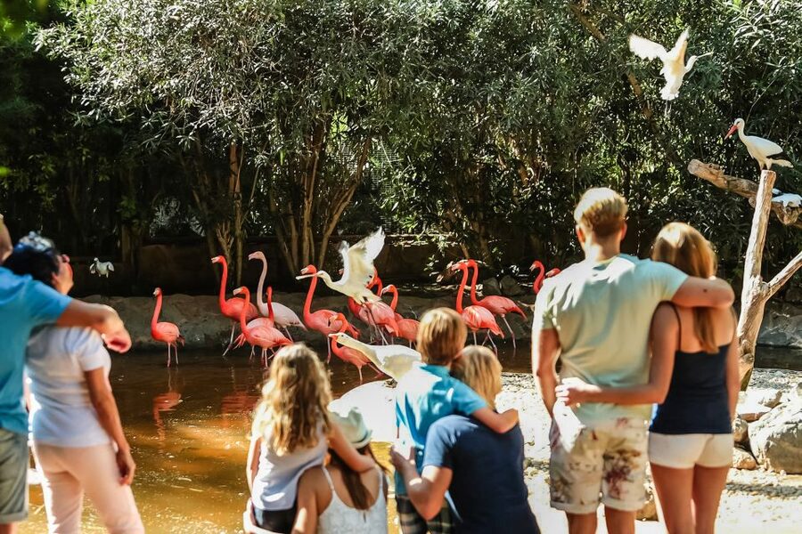 Maspalomas: Palmitos Park Ticket with Dolphin and Bird Shows - Birds of Prey and Exotic Birds: Flying With the Best Views