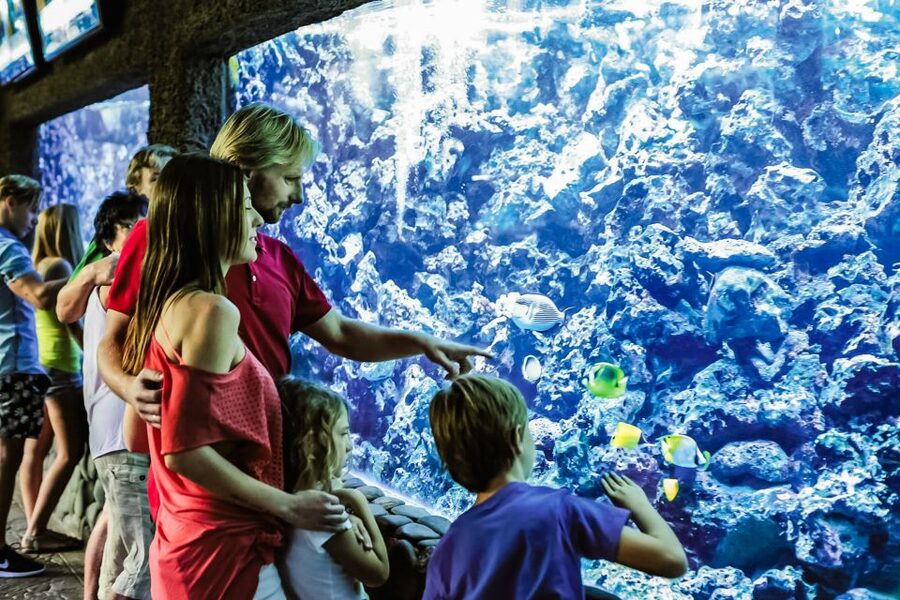 Maspalomas: Palmitos Park Ticket with Dolphin and Bird Shows - Aquarium, Butterfly House, and the Built-In Wander Time