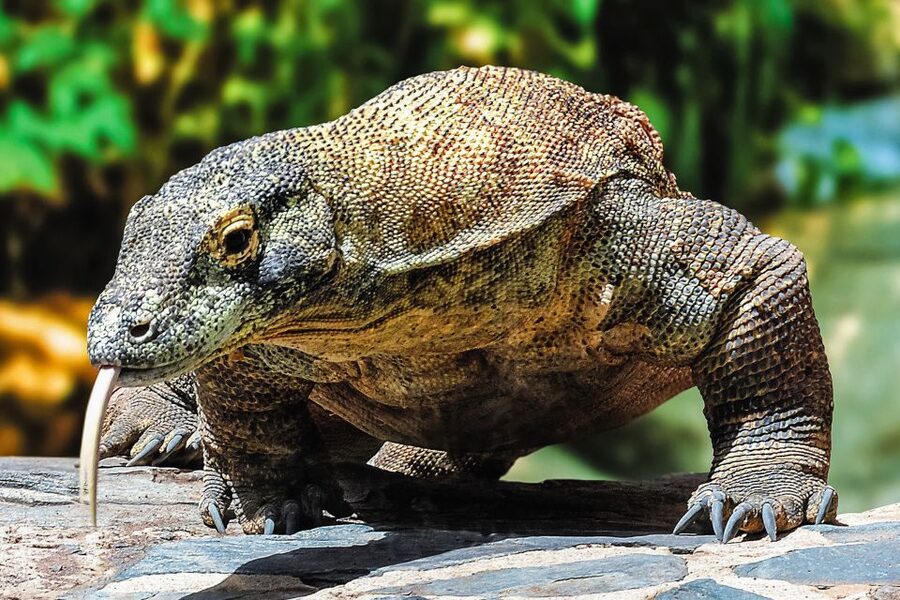 Maspalomas: Palmitos Park Ticket with Dolphin and Bird Shows - Reptiles and Other Wildlife: Komodo Dragon and Caimans