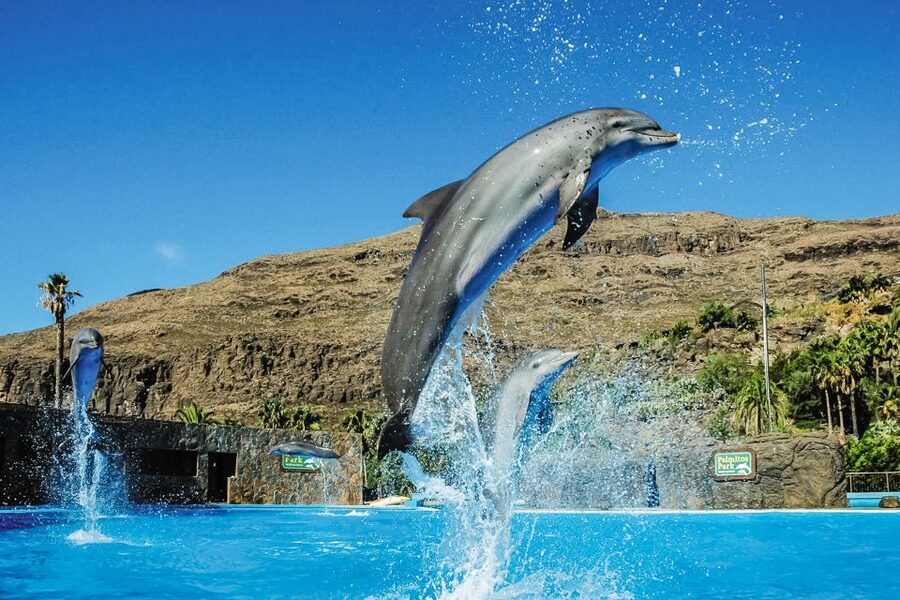 Maspalomas: Palmitos Park Ticket with Dolphin and Bird Shows - Food, Drinks, and Photo Costs: Plan for Extra Spend