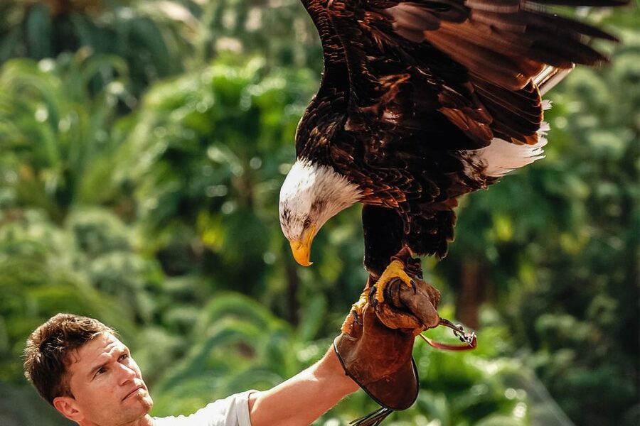 Maspalomas: Palmitos Park Ticket with Dolphin and Bird Shows - Getting Your Ticket Right: Timing and Gate Entry
