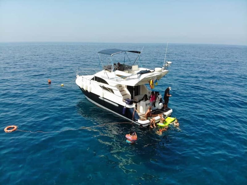 Mogan: Dolphin Watching Boat Trip with Swim Stop - Key points to know before you go