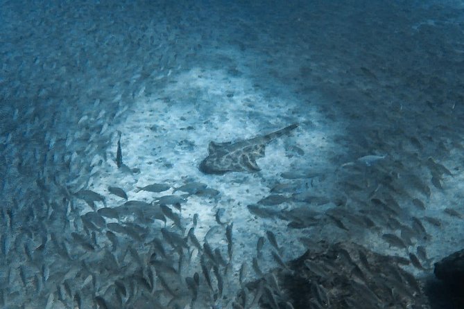 Open Water Diver Scuba Diving Course in Puerto de Mogan - Instruction quality: PADI-certified support and a calm safety style