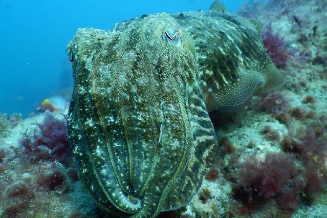 PADI Advanced Diving Course in Gran Canaria - Equipment, Materials, and the Stuff You’ll Bring