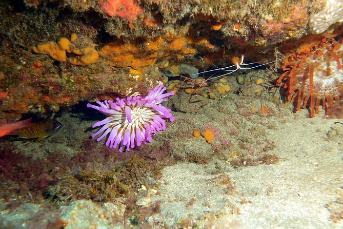 PADI Open Water Course in Gran Canaria - Price and logistics: what $549.09 really covers