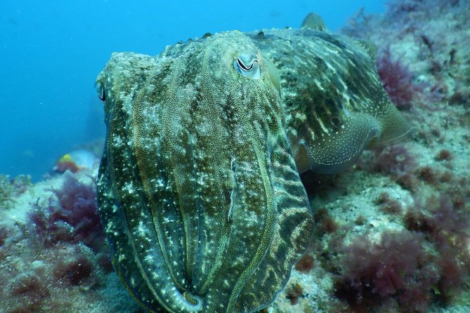 PADI Open Water Course in Gran Canaria - The beach transition: wading in and building depth confidence