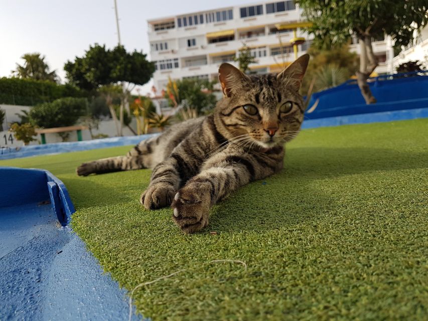 Playa del Inglés: Minigolf Taidia - Accessibility and languages: easy for mixed groups
