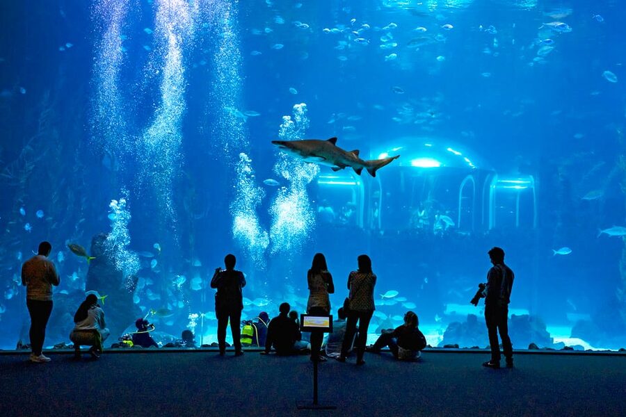 Poema del Mar Skip-the-Line Ticket - The Blue Planet curved-window wow: your first real stop