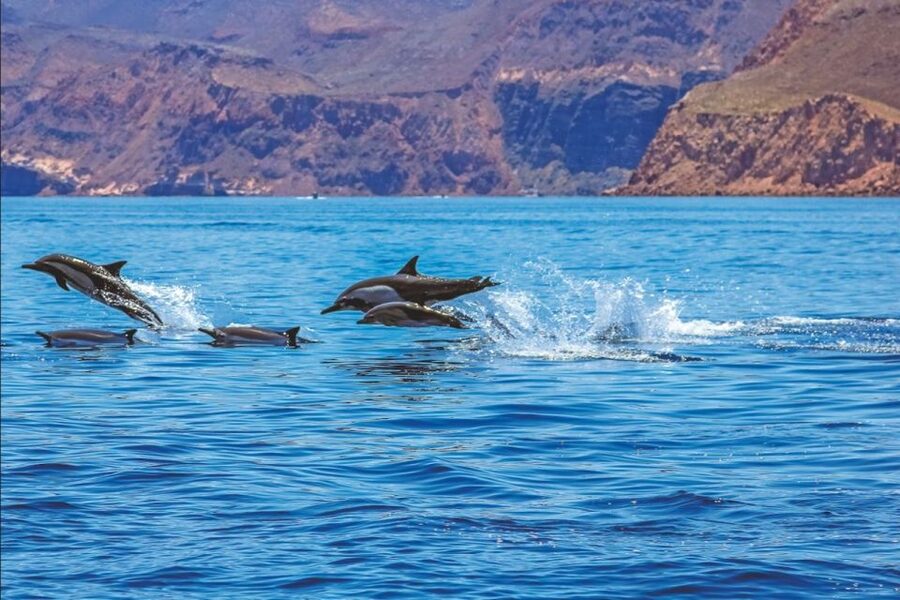 Puerto Rico : 2 hour Dolphin Catamaran Excursion - Price and Value: What $41 Gets You (and How It Compares)