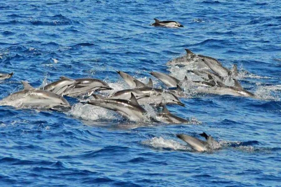 Puerto Rico de Gran Canaria: Premium Dolphin Catamaran Tour - Key Things That Make This Catamaran Tour Worth Your Time